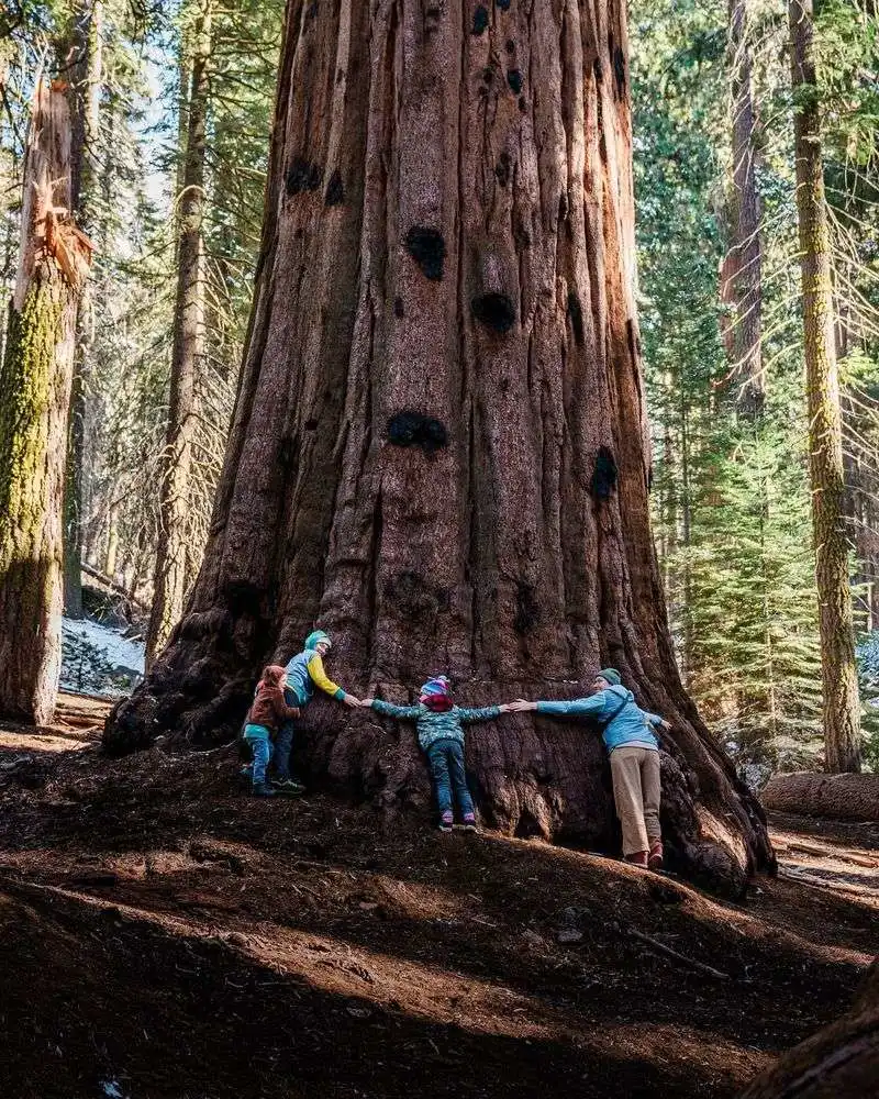 Sequoia National Park, California
