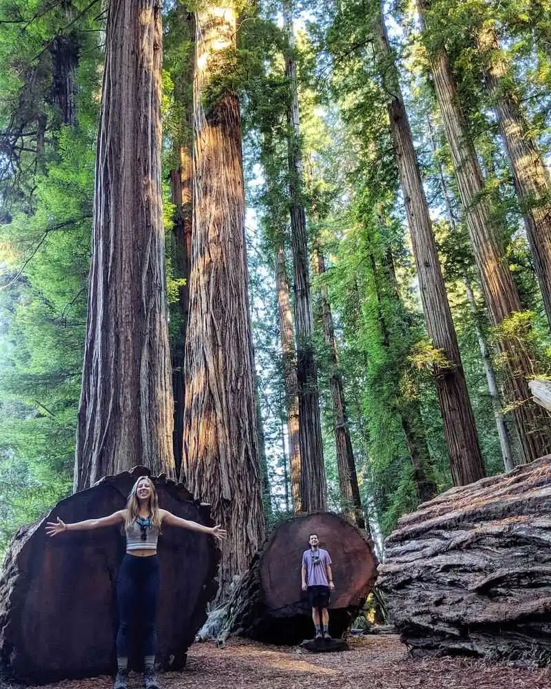 Redwood National and State Parks (California)