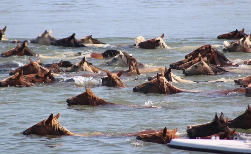 Chincoteague Island
