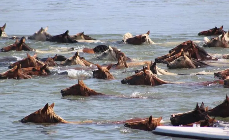 Chincoteague Island
