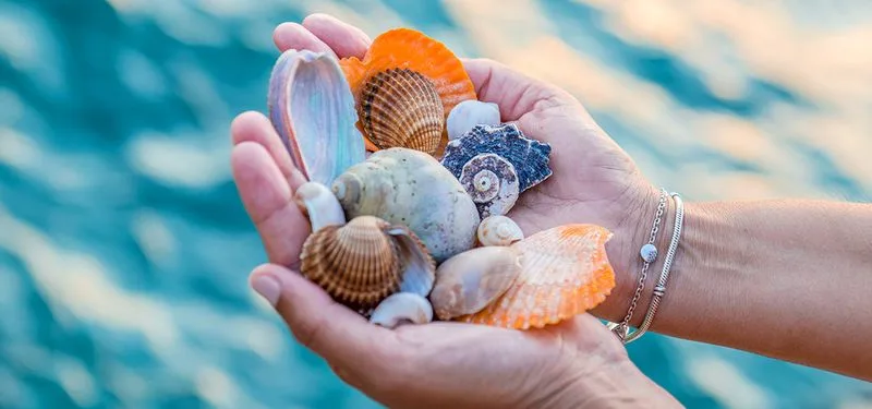 Beachcombing for Shells and Sea Glass