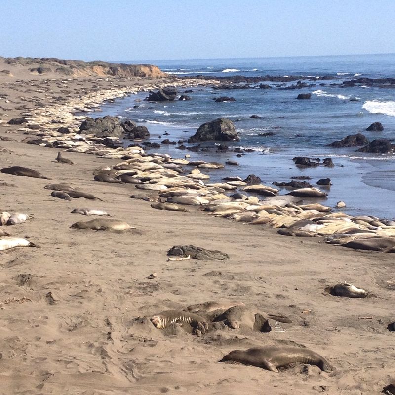 Elephant Seal Vista Point – San Simeon, California