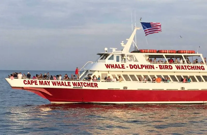 Cape May Whale Watcher