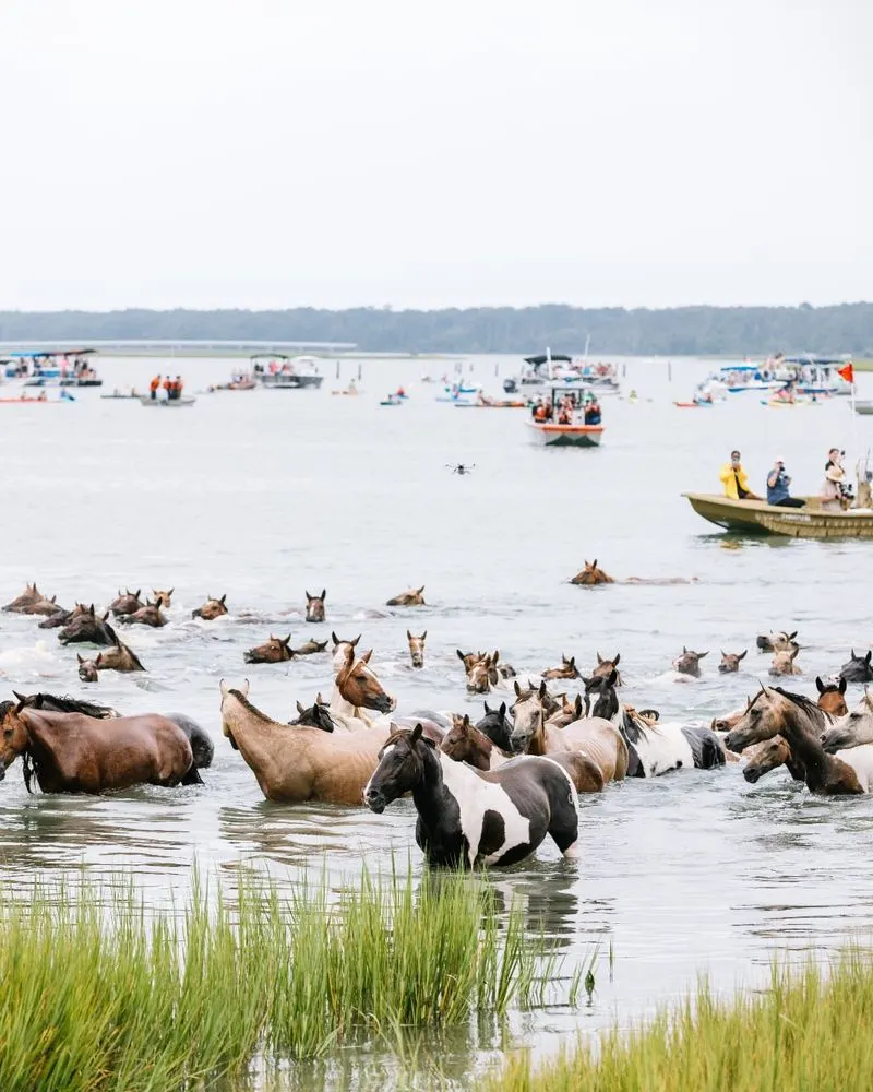Chincoteague, Virginia