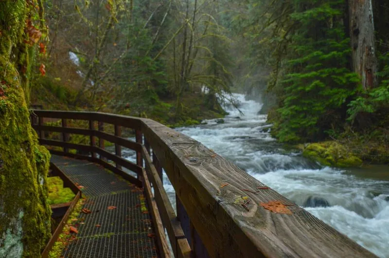 Sweet Creek Trail