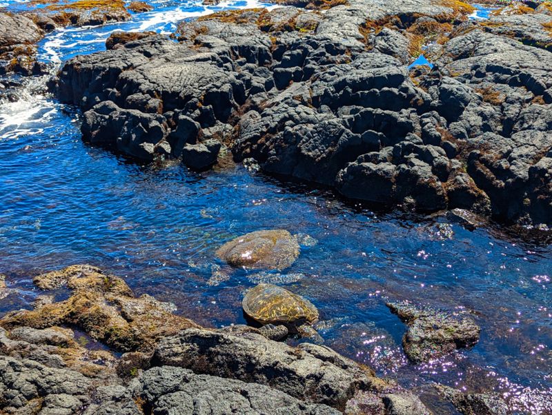 Tide Pools at the North and Southeast Shores