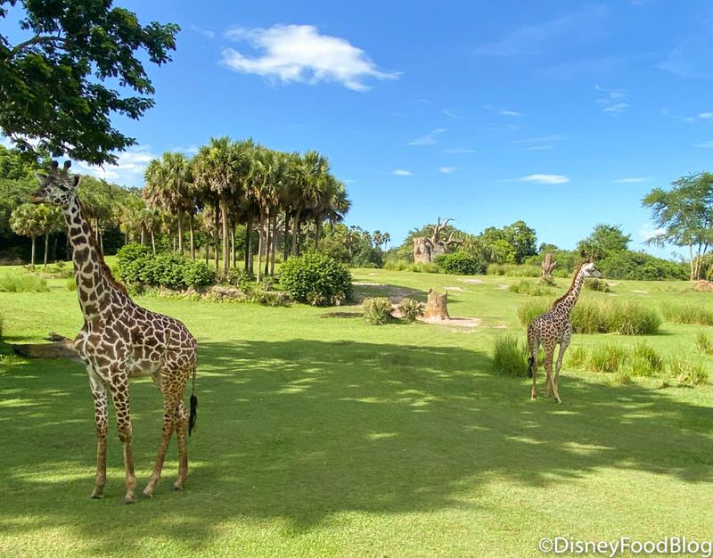 Savor the Savanna (Animal Kingdom)