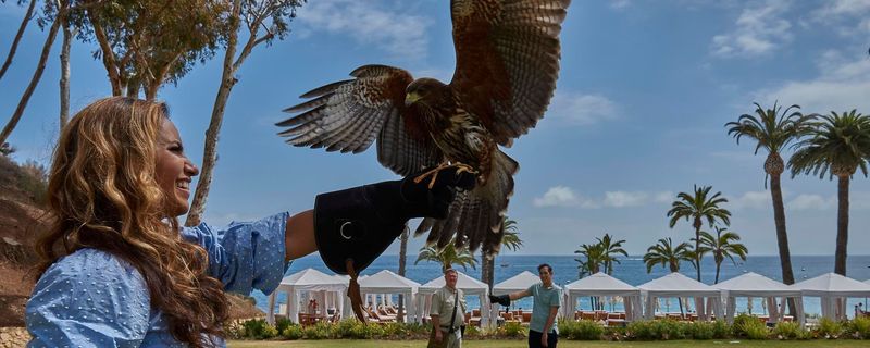 Catalina Falconry Experience