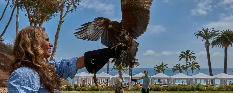 Catalina Falconry Experience