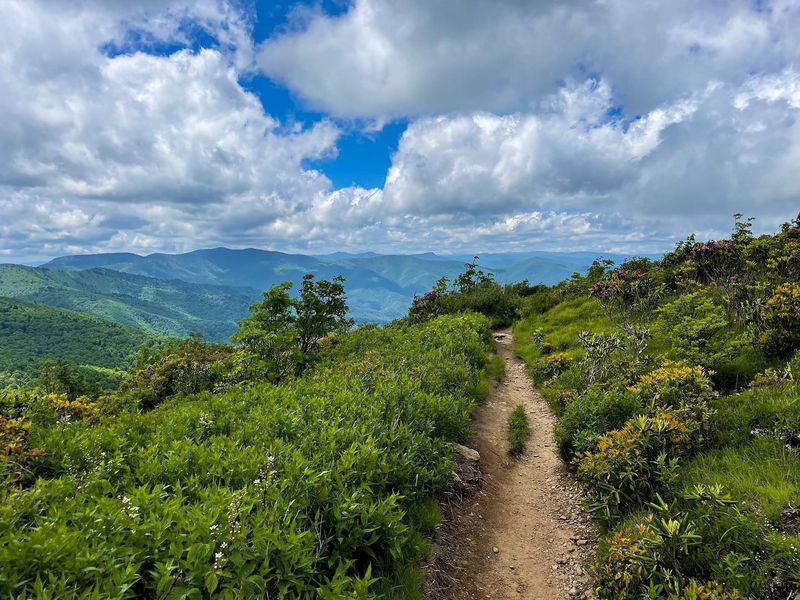 Black Balsam Knob Trail