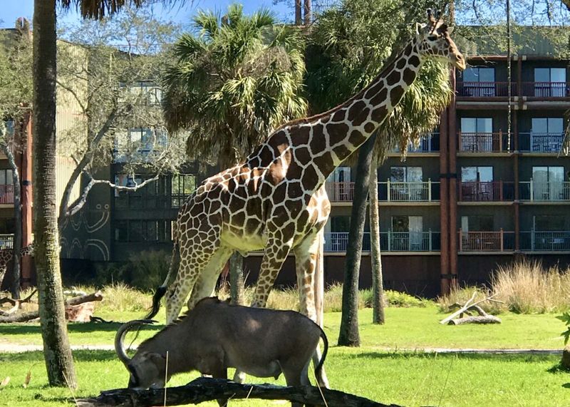 Visit the Animal Kingdom Lodge’s Savannah Overlooks