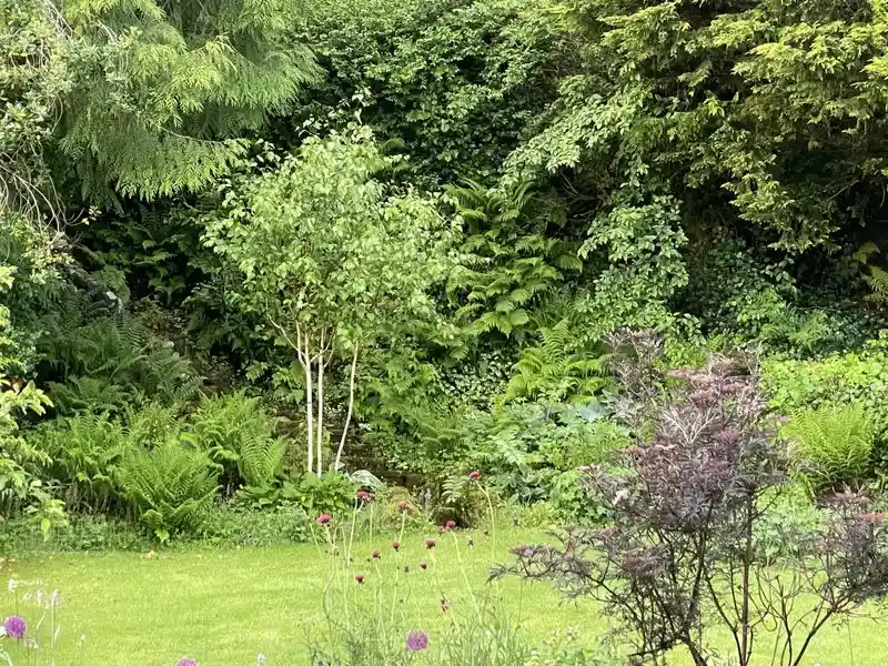Bracken Ferns in Sun-Dappled Gaps