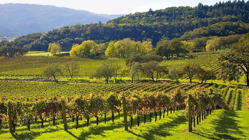 Napa Valley, California – Scenic Vineyards and Slow Sips