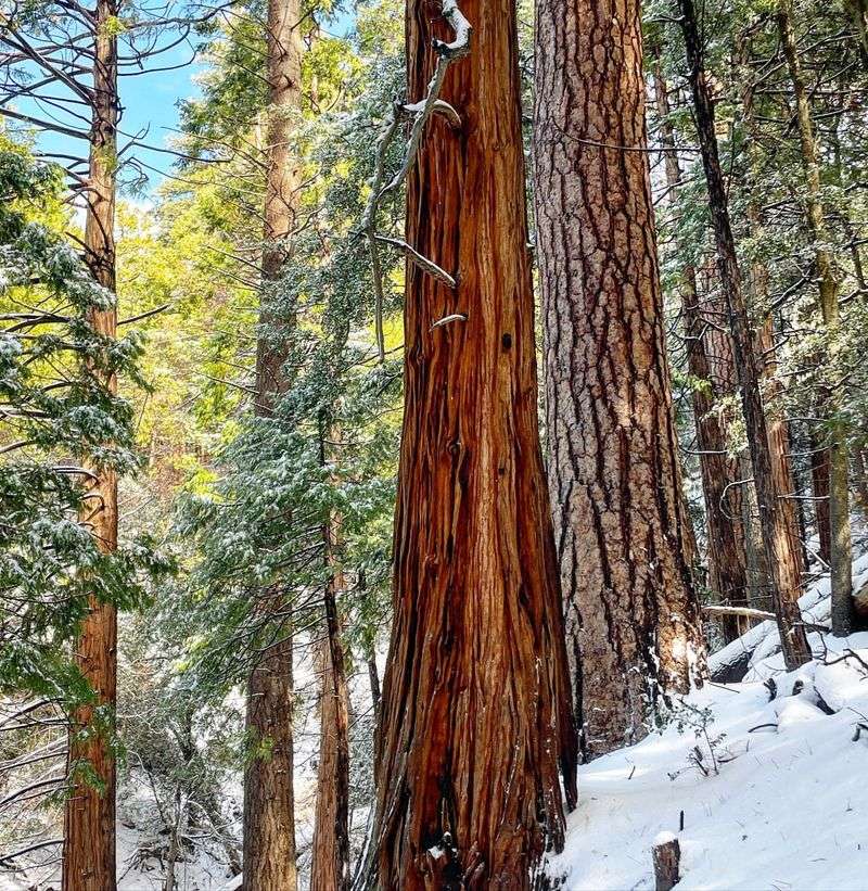 Incense-Cedar with Fibrous, Cinnamon Bark