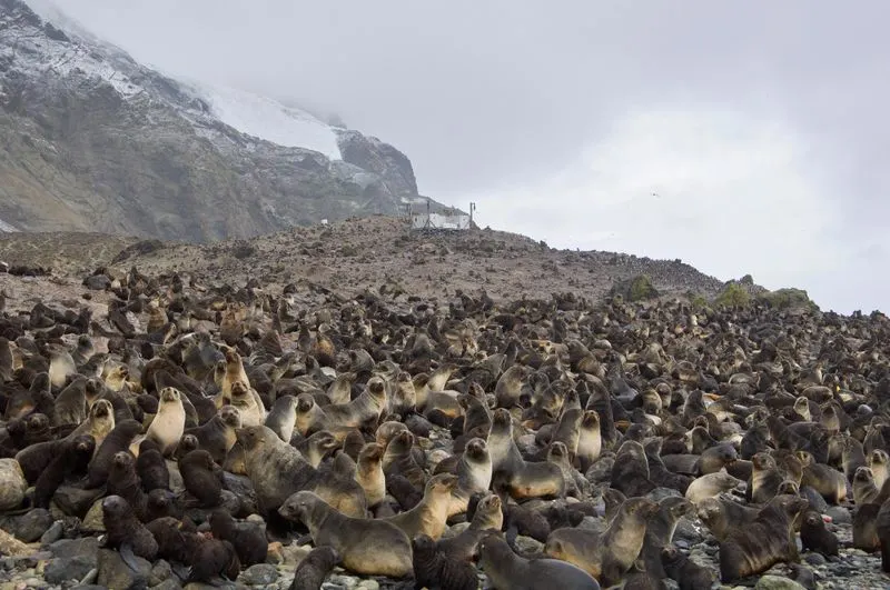 Bouvet Island, Norway