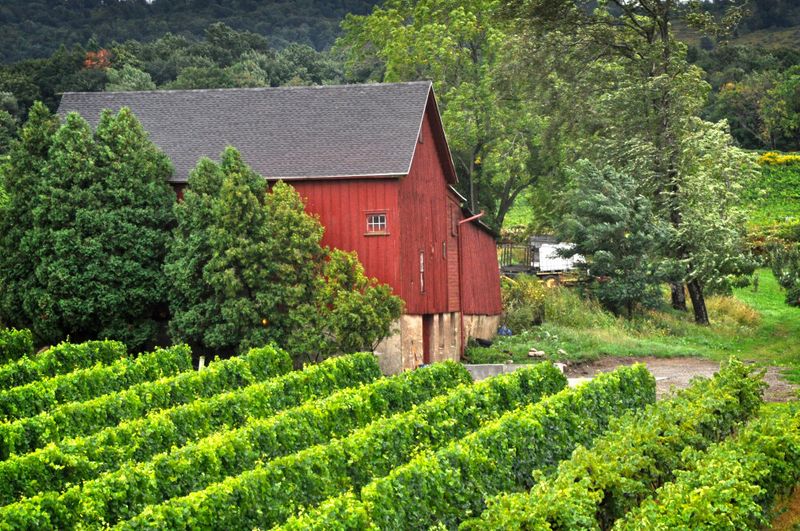 Local Wine and Beer Scene