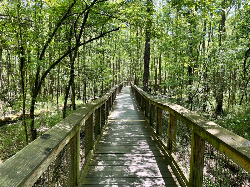 Holly Springs National Forest, Mississippi – Quiet Forest Trails with Subtle Beauty