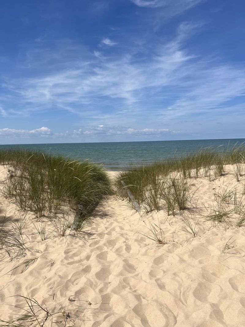 Beachgrass Stabilizing Sandy Shores