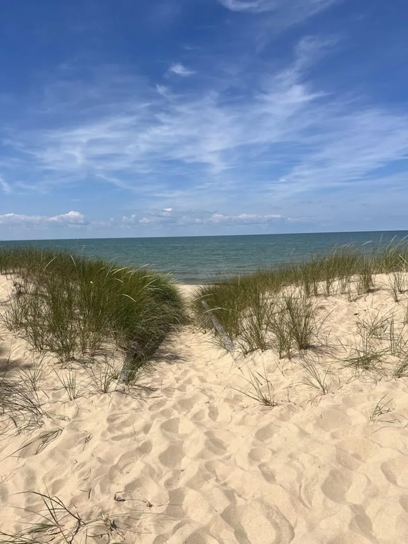 Beachgrass Stabilizing Sandy Shores