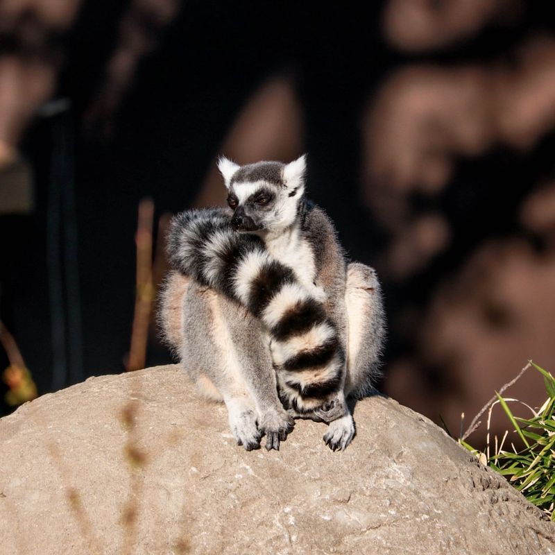 Lemur Lookout