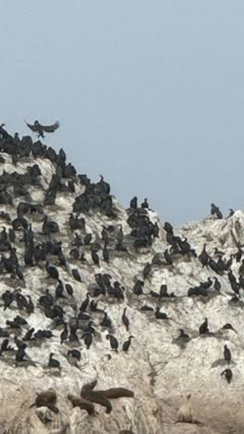 Bird Rock