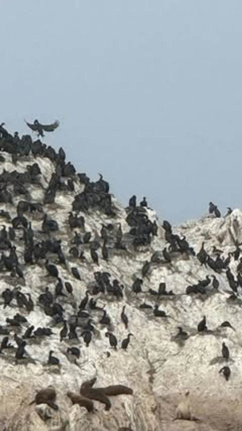Bird Rock