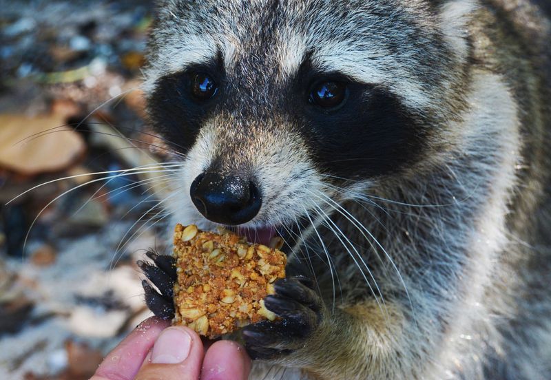 Feeding Wildlife
