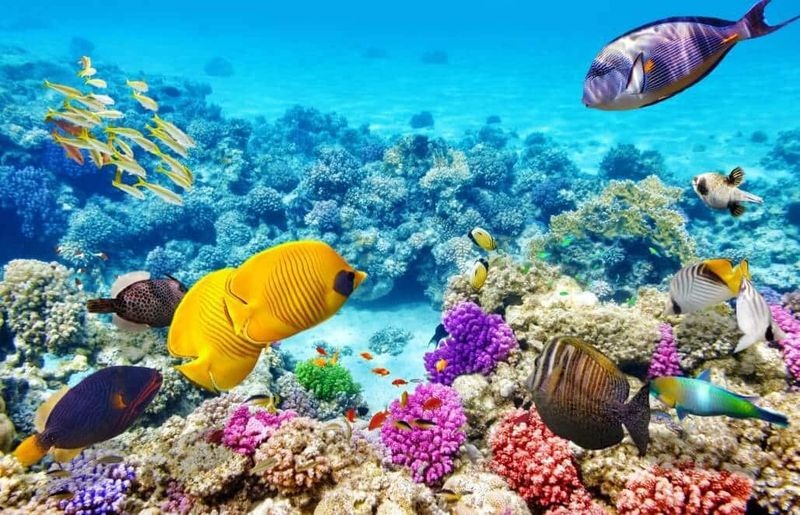 Great Barrier Reef, Australia
