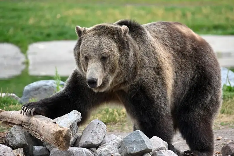 Grizzly & Wolf Discovery Center (West Yellowstone)