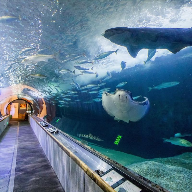 The Aquarium of the Bay