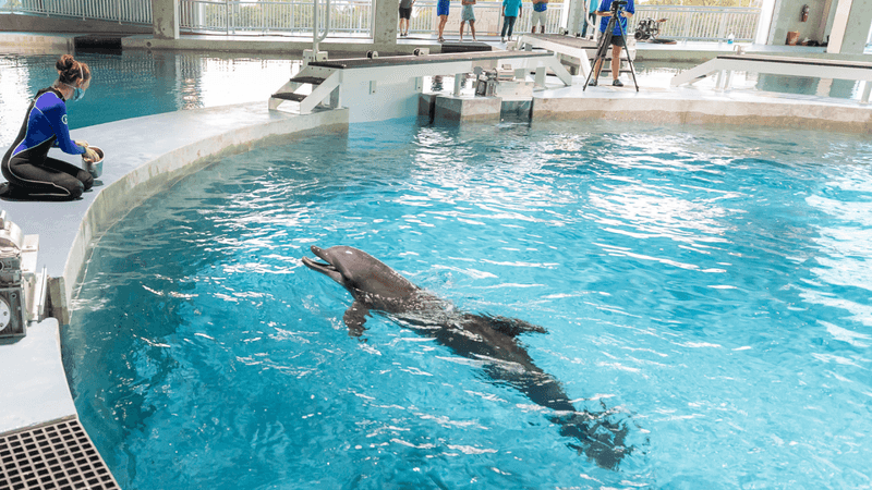Clearwater Marine Aquarium