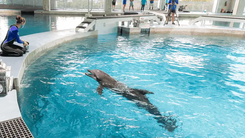 Clearwater Marine Aquarium