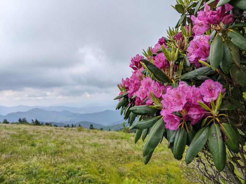 Roan Mountain – Appalachian Trail Overlook