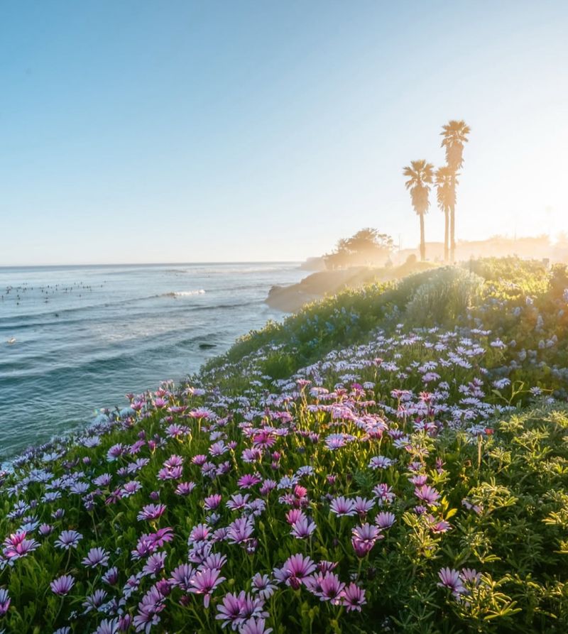 Seaside Daisies by the Water’s Edge