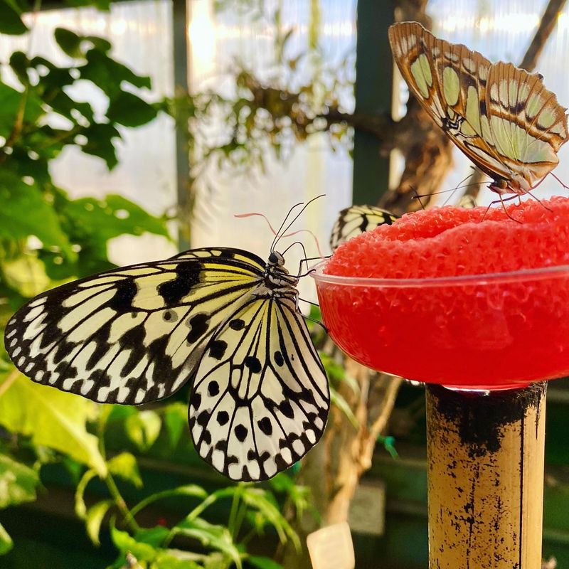 The Magic Wings Butterfly Conservatory, Massachusetts
