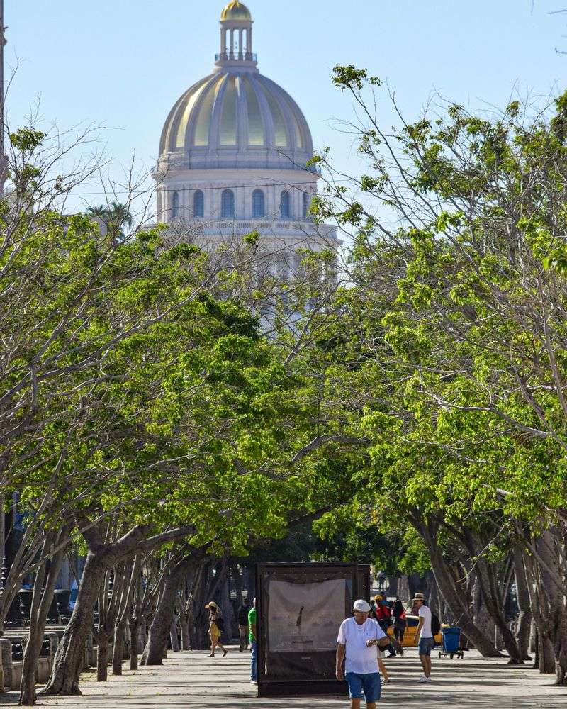 Plumeria-lined Paseo de Martí