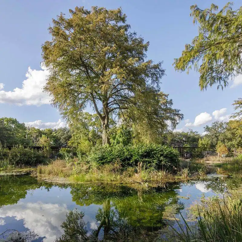 Wetland Reeds and Cattails in Hidden Ponds