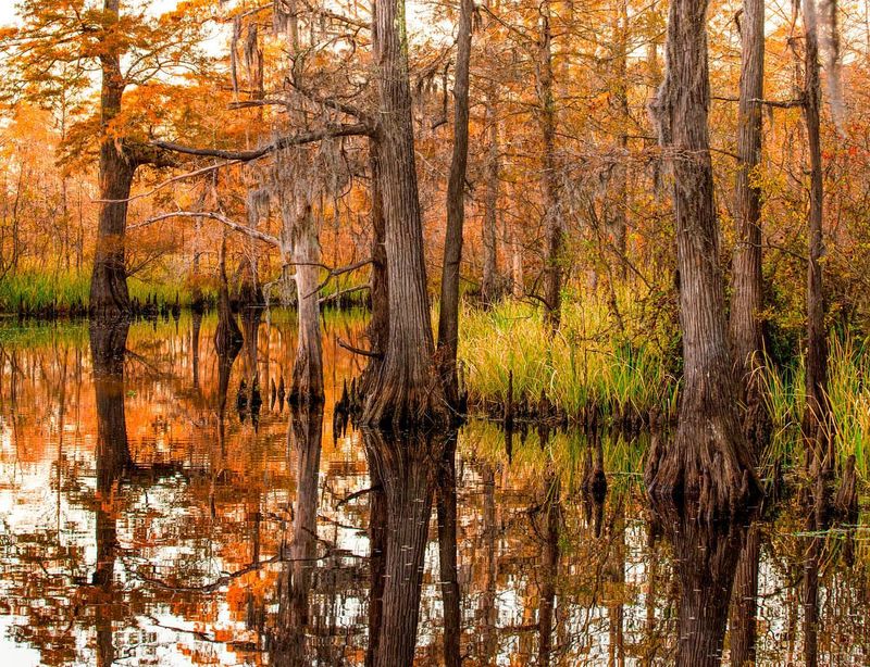 Big Thicket National Preserve, Texas