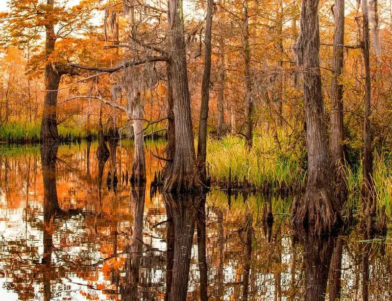 Big Thicket National Preserve, Texas