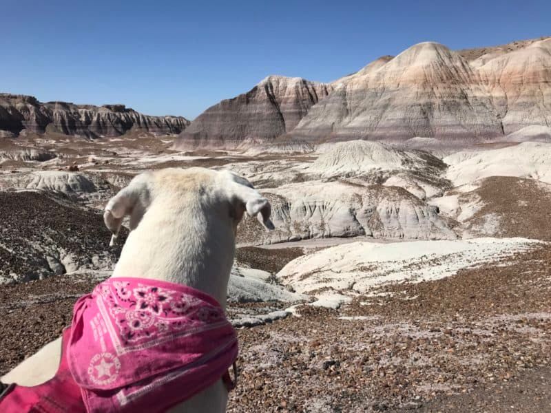 Petrified Forest National Park (Arizona)