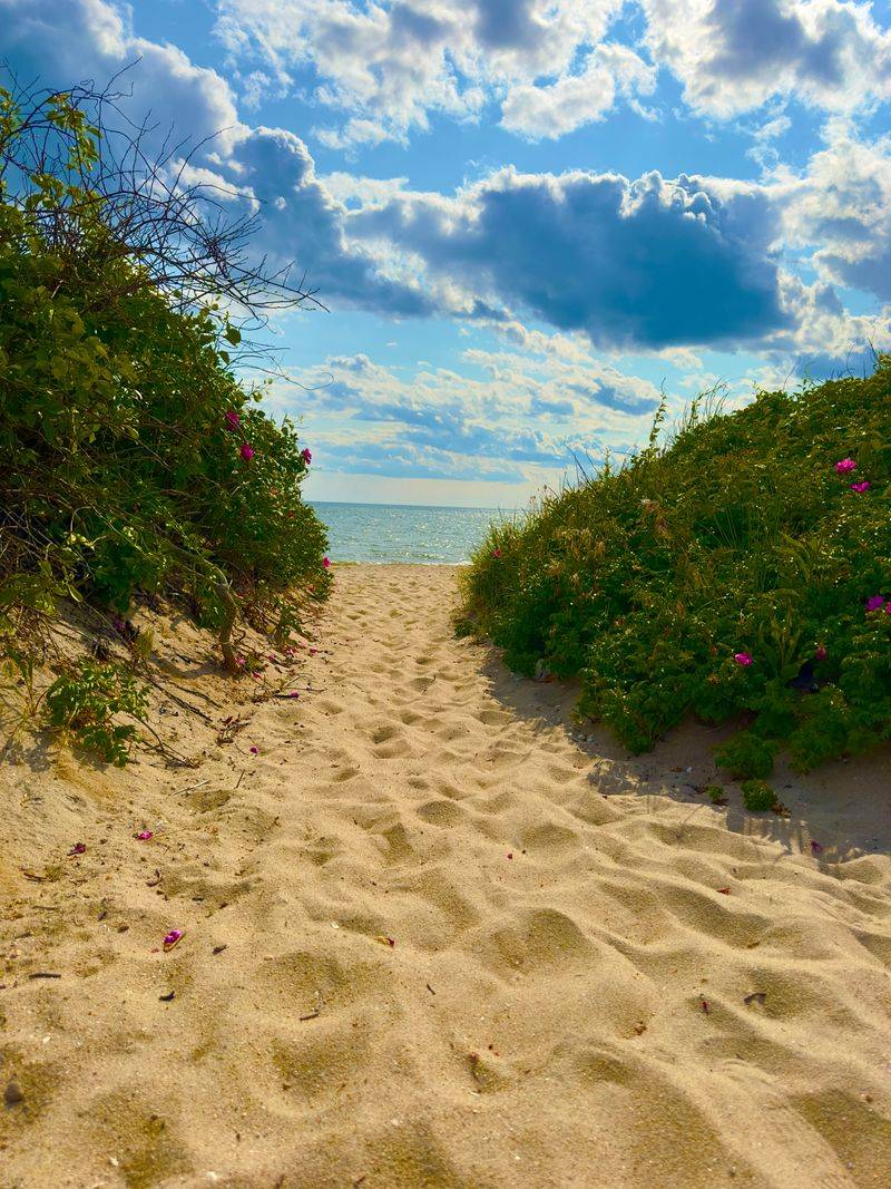 Hammonasset Beach’s Dune Grasses and Salt Marsh Plants