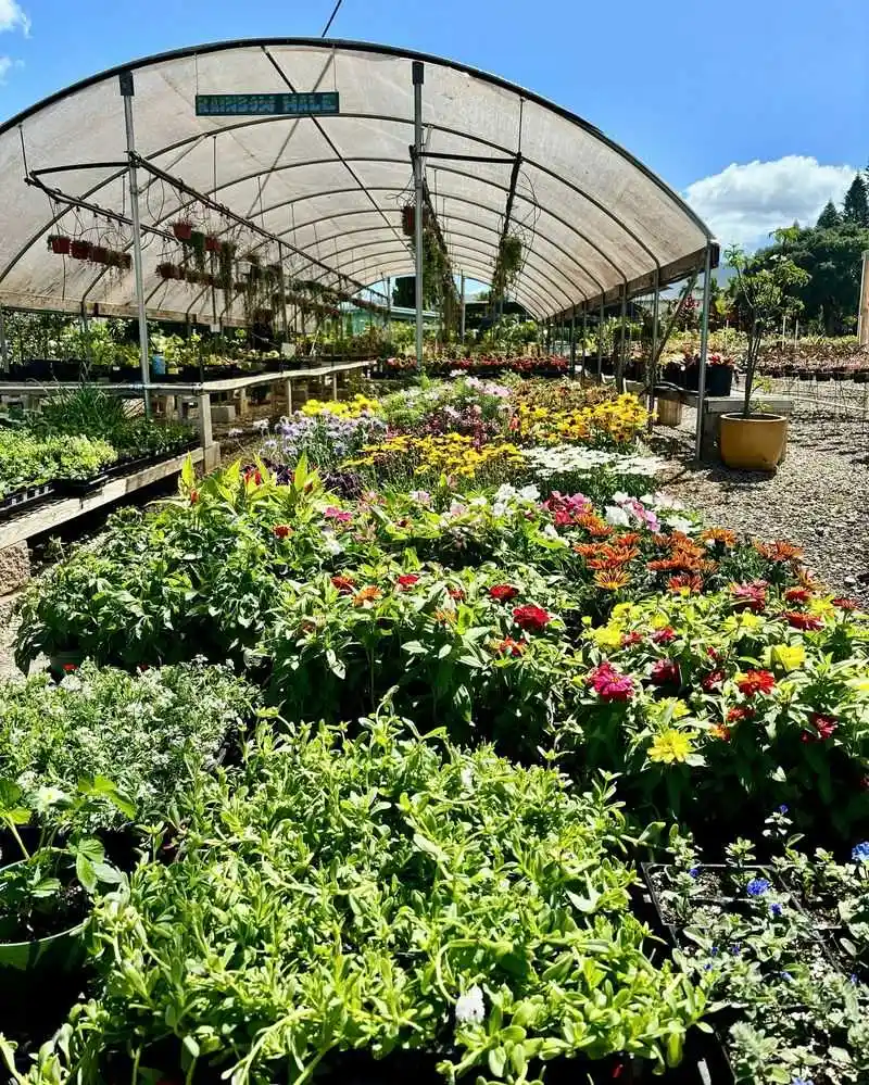 Kitchen Herbs You Can Smell on the Breeze