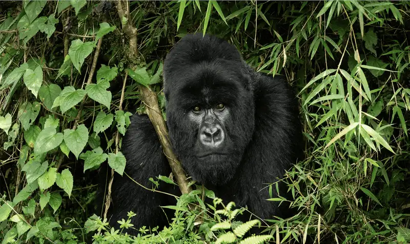 Rwanda: Mountain Majesty and Primate Pioneers