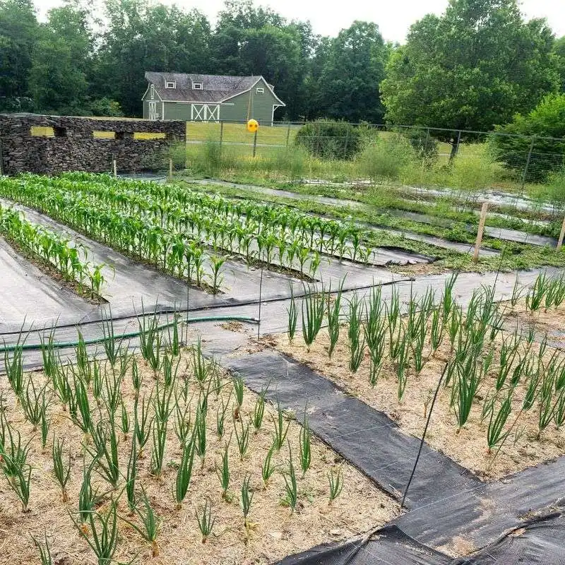 Heirloom Vegetable Plots at Local Farms