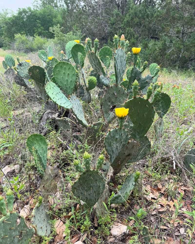 Prickly Pear: Edible, Ornamental, and Everywhere