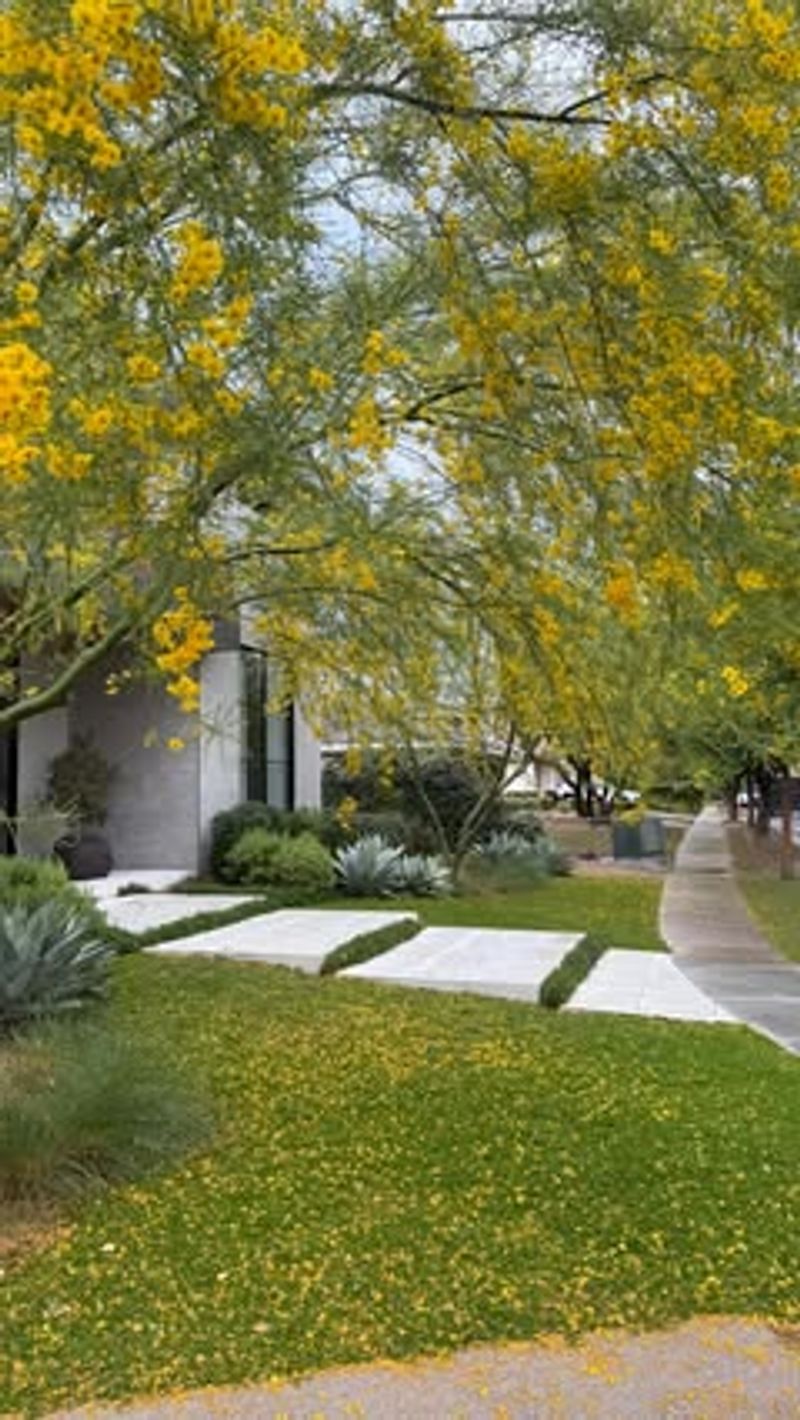 Desert Marigold Brightening City Paths