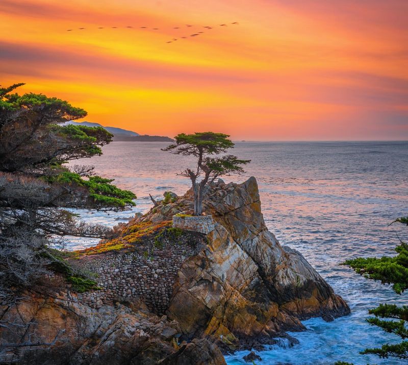 The Lone Cypress