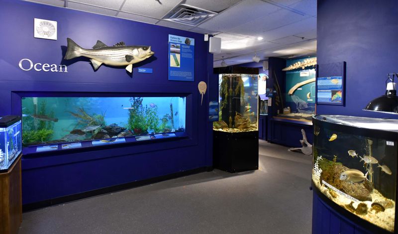 Cape Cod Museum of Natural History