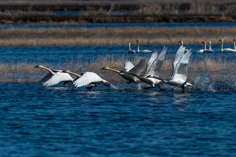 Bountiful Wildlife