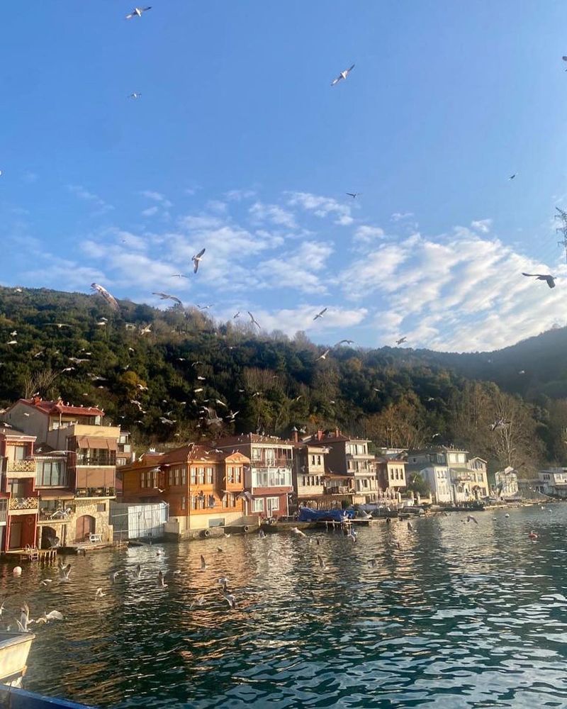 Turkey's Wildlife Displacement